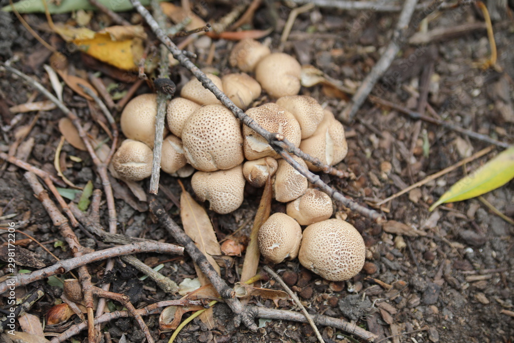 fungus fungus