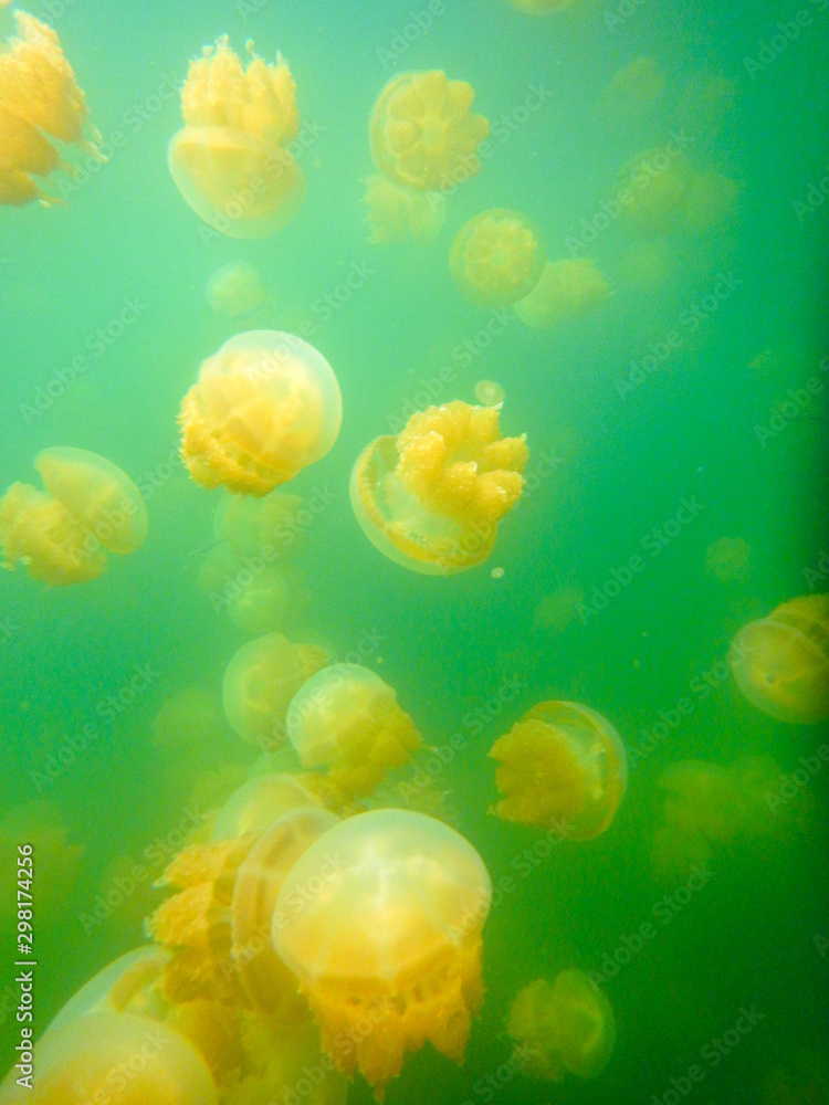 Jellyfish lake, Golden jellyfish (Mastigias papua etpisonii) is endemic