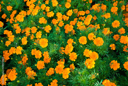 Marigold flowers background during autumn at a park in Dallas, Texas