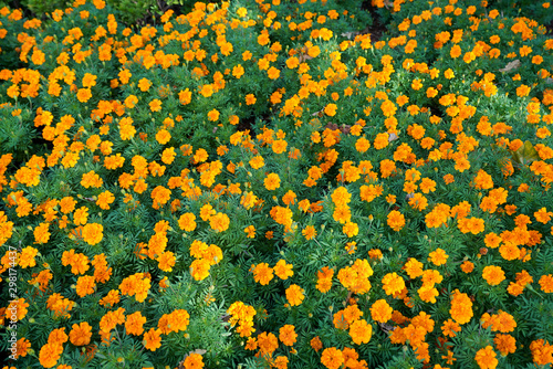 Marigold flowers background during autumn at a park in Dallas, Texas