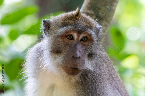 Balinese Long Tailed Monkey  macaque . Yellow eyes. Tree  green vegetation in background. Sacred Monkey Temple sanctuary  Ubud  Bali  Indonesia. 