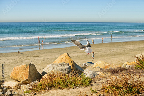 Seagul at Torey Pines photo