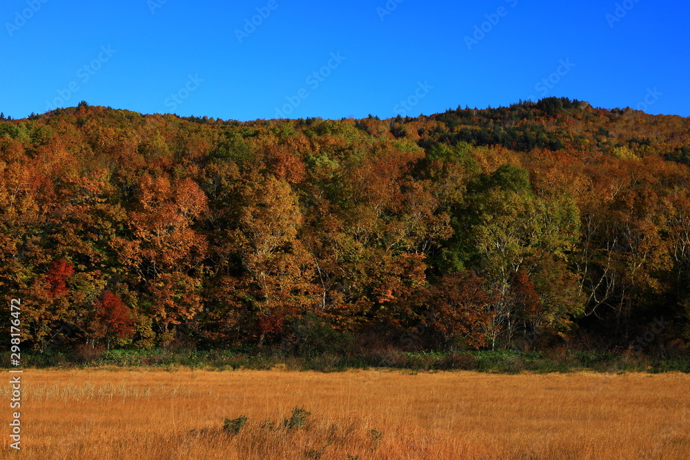 Fototapeta premium 紅葉の御在所沼