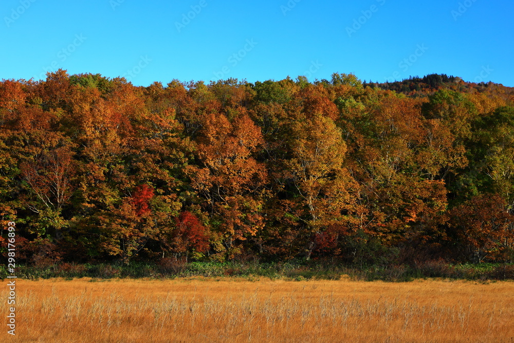 Fototapeta premium 紅葉の御在所沼