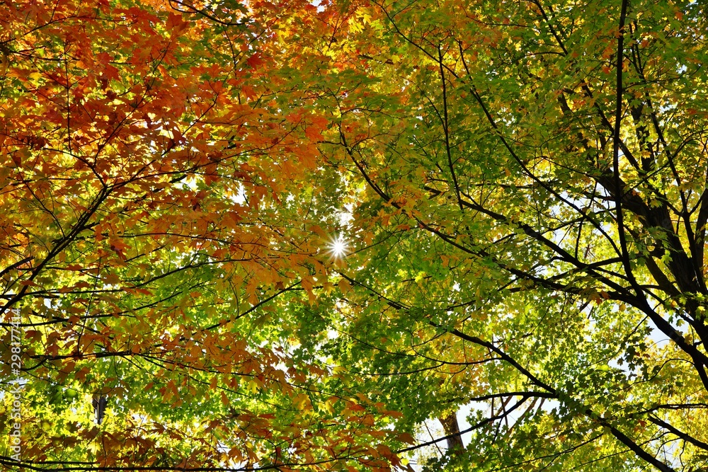 Sunrays through colorful maple tree foliage in the fall Sunrays through colorful maple tree foliage in the fall