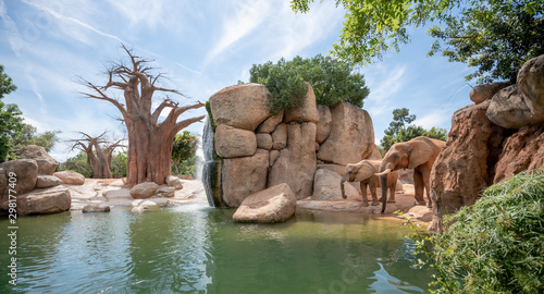 Couple of elephants drinking water in the bioparc valencia spain photo