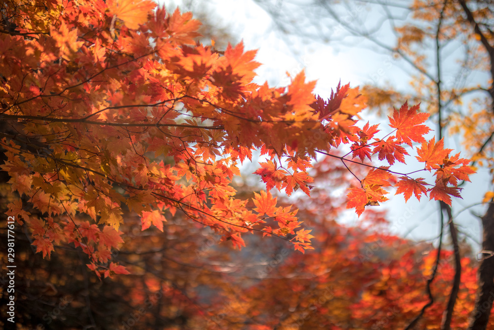 autumnal trees stained with autumn foliage. autumnal trees stained with autumn foliage.