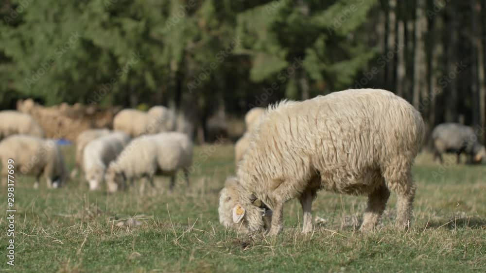 Sheeps graze grass on the green meadow. Natural sunlight. Sheeps graze grass on the green meadow. Natural sunlight.