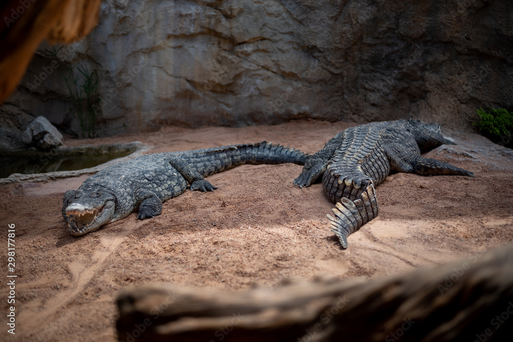 Couple Nile crocodile