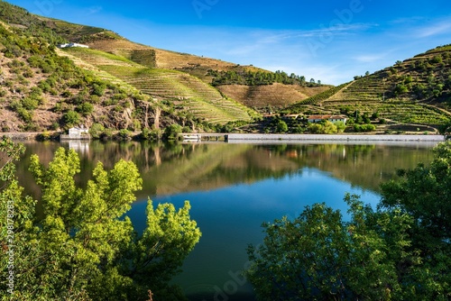 Vineyards of the Douro valley in Portugal.