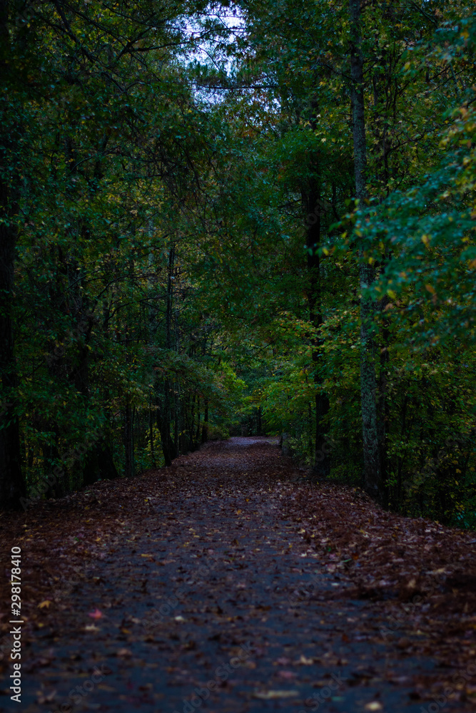 Obraz premium path in the forest