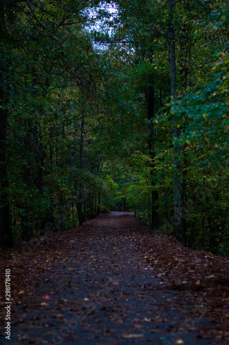 path in the forest