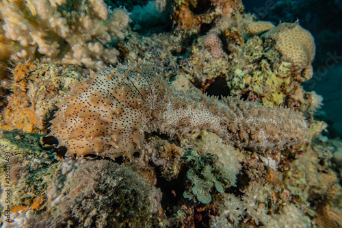 Coral reefs and water plants in the Red Sea, Eilat Israel