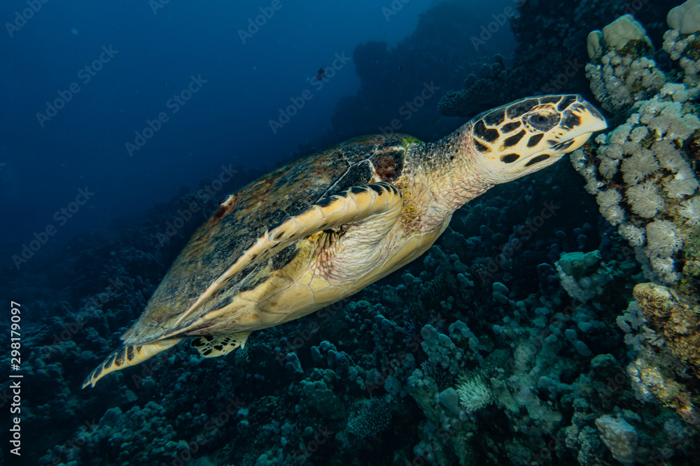 Obraz premium sea turtle in the Red Sea, dahab, blue lagoon sinai