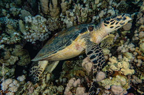 sea turtle in the Red Sea  dahab  blue lagoon sinai