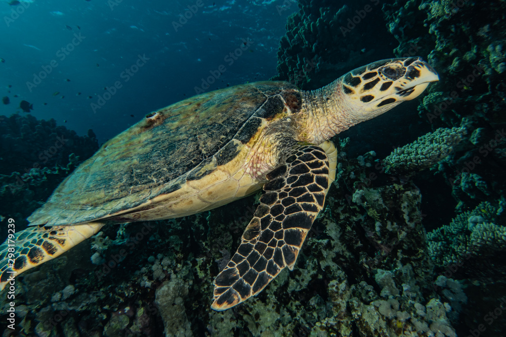 sea turtle in the Red Sea, dahab, blue lagoon sinai sea turtle in the Red Sea, dahab, blue lagoon sinai