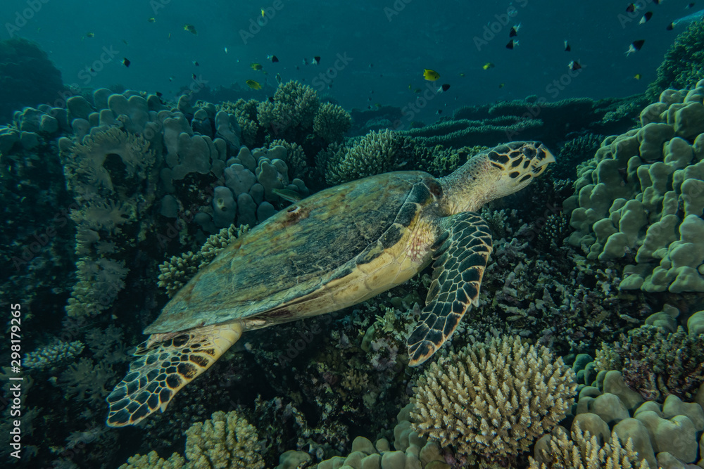 Obraz premium sea turtle in the Red Sea, dahab, blue lagoon sinai