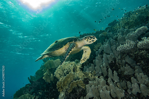 sea turtle in the Red Sea  dahab  blue lagoon sinai