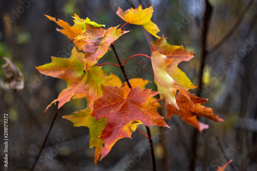 autumn leaves on maple tree