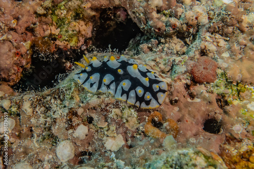 Sea slug in the Red Sea Colorful and beautiful, Eilat Israel