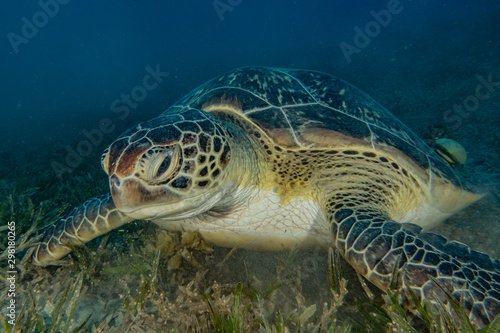 sea turtle in the Red Sea  dahab  blue lagoon sinai