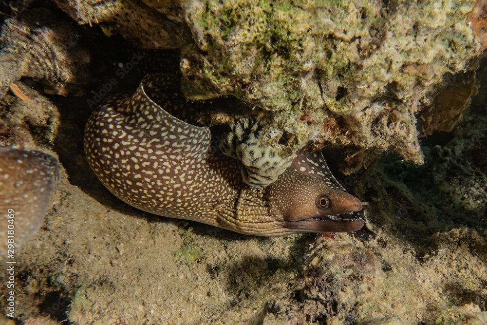 Fototapeta premium Moray eel Mooray lycodontis undulatus in the Red Sea, eilat israel