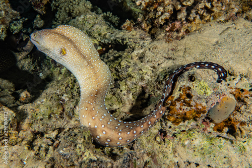 Moray eel Mooray lycodontis undulatus in the Red Sea, eilat israel