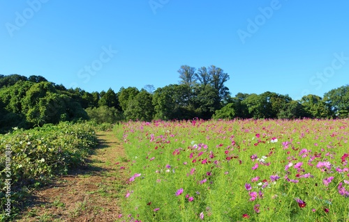 Wallpaper Mural 秋桜　畑　風景　秋　杤木 Torontodigital.ca