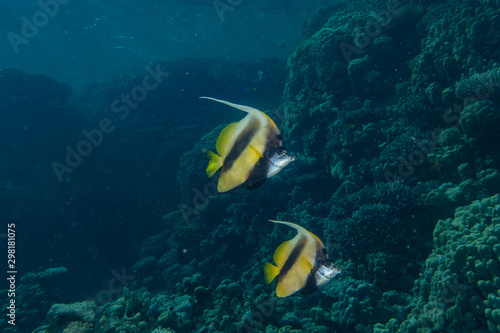 Fish swim in the Red Sea, colorful fish, Eilat Israel