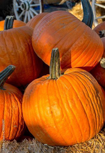 Pumpkins are on display at a rustic pumpkin patch, sitting on a bale of hay and with wagon wheels in the background. Orange County, California, United States.
