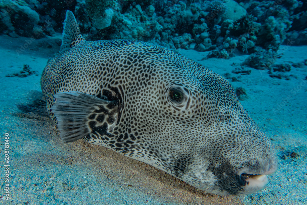 Fototapeta premium Fish swim in the Red Sea, colorful fish, Eilat Israel