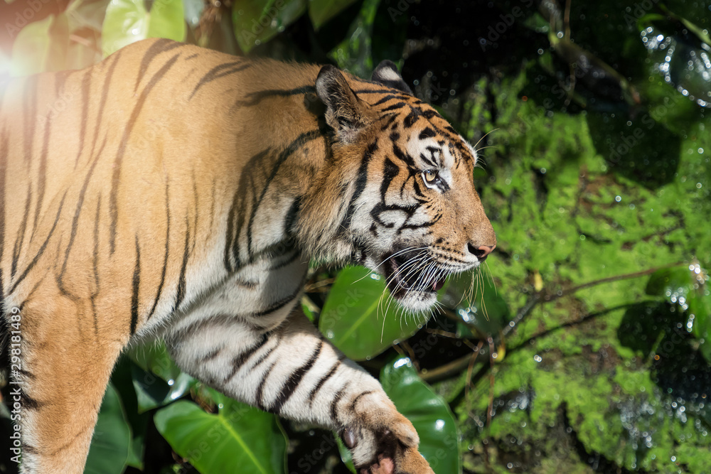 Fototapeta premium Photos of tiger naturally.