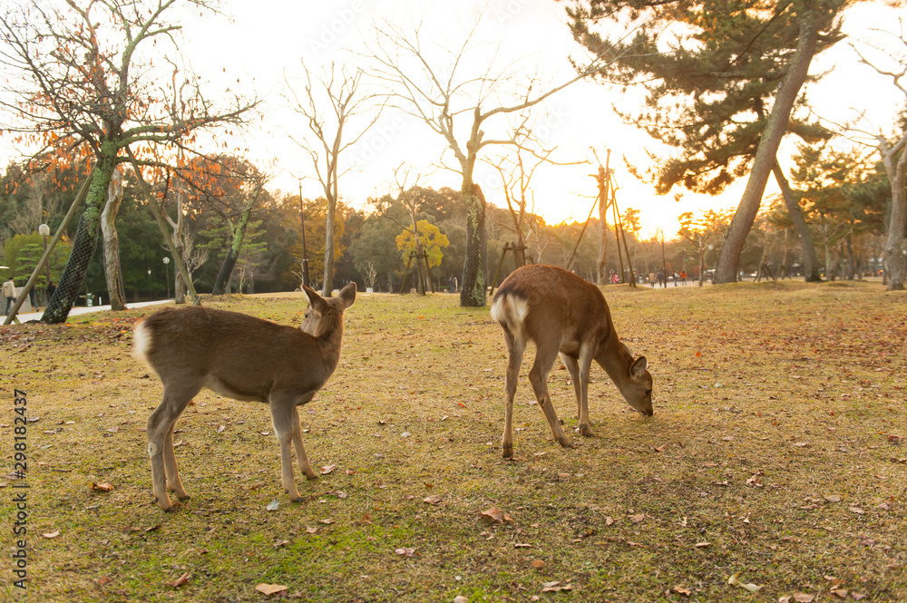 Autumn maple red with cute deer, Nara, Japan Autumn maple red with cute deer, Nara, Japan