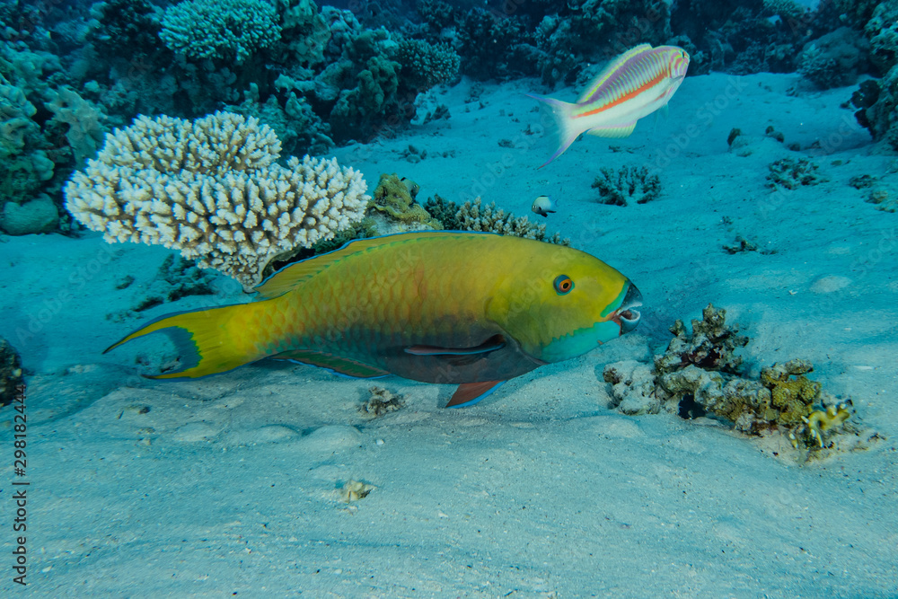 Fototapeta premium Fish swim in the Red Sea, colorful fish, Eilat Israel
