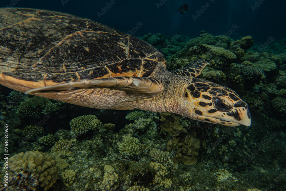 Obraz premium sea turtle in the Red Sea, dahab, blue lagoon sinai