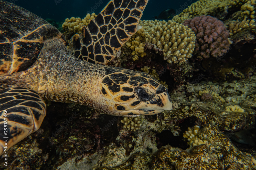 Obraz premium sea turtle in the Red Sea, dahab, blue lagoon sinai