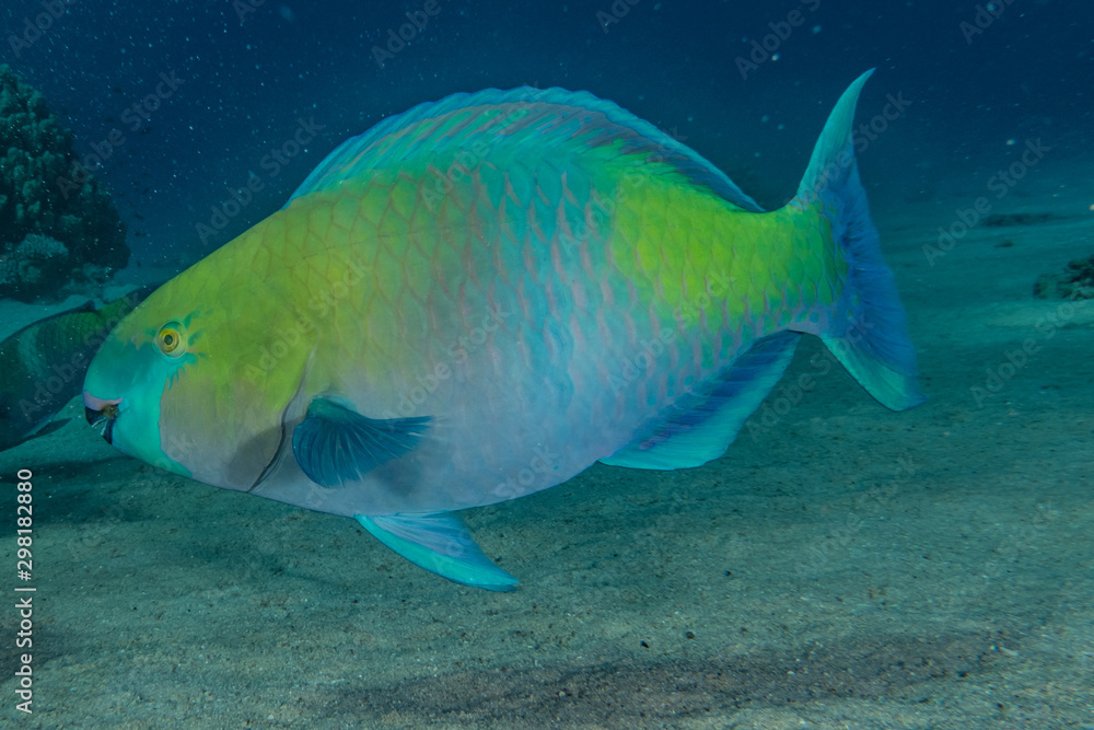 Fish swim in the Red Sea, colorful fish, Eilat Israel Fish swim in the Red Sea, colorful fish, Eilat Israel