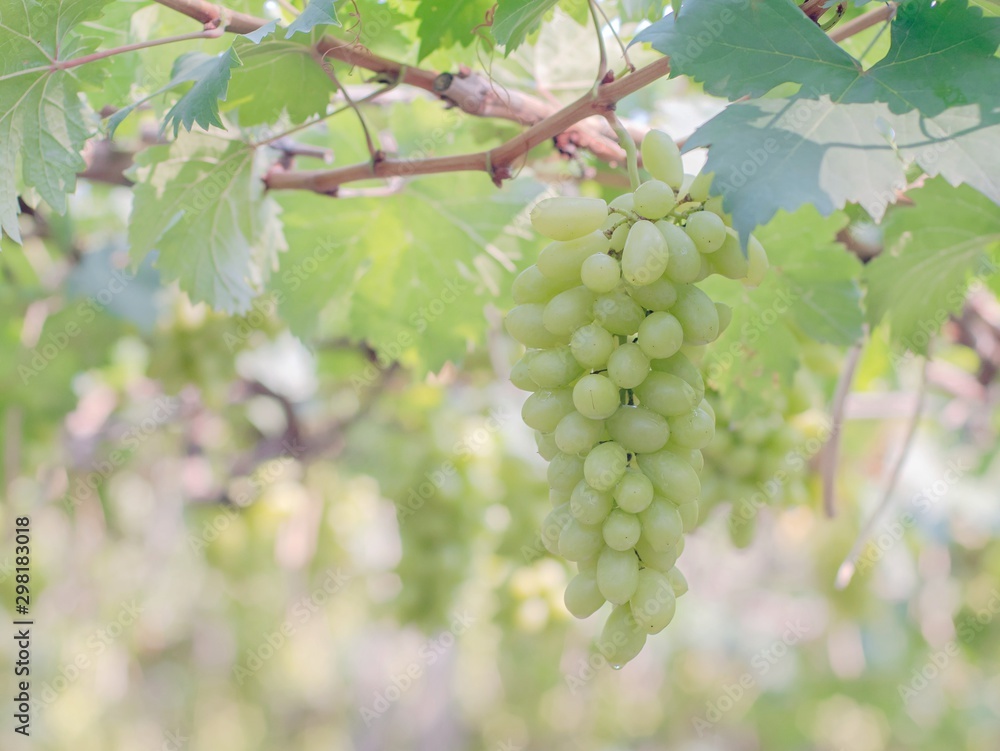 Green Vineyards. Bunch of green grape. Ripe grapes in fall