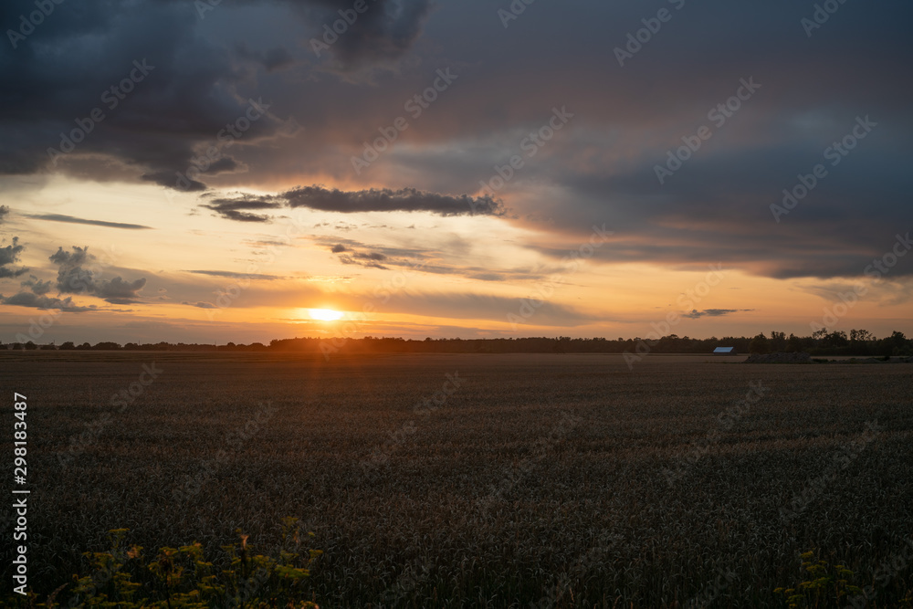 sunset over corn field