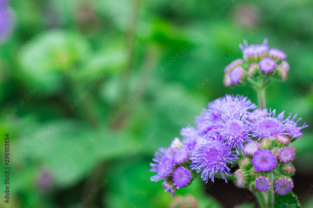 Purple flowers. Floral background with blank space for text