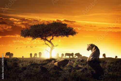 African Safari Sunset Scene With Lioness
