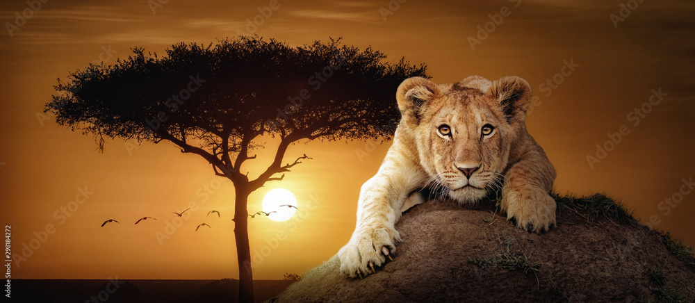 Fototapeta Lion Cub African Sunset Scene Web Banner