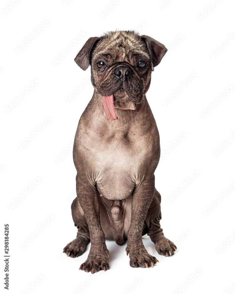 Fototapeta premium Funny Hairless Ugly Pug Dog Tongue Hanging Out