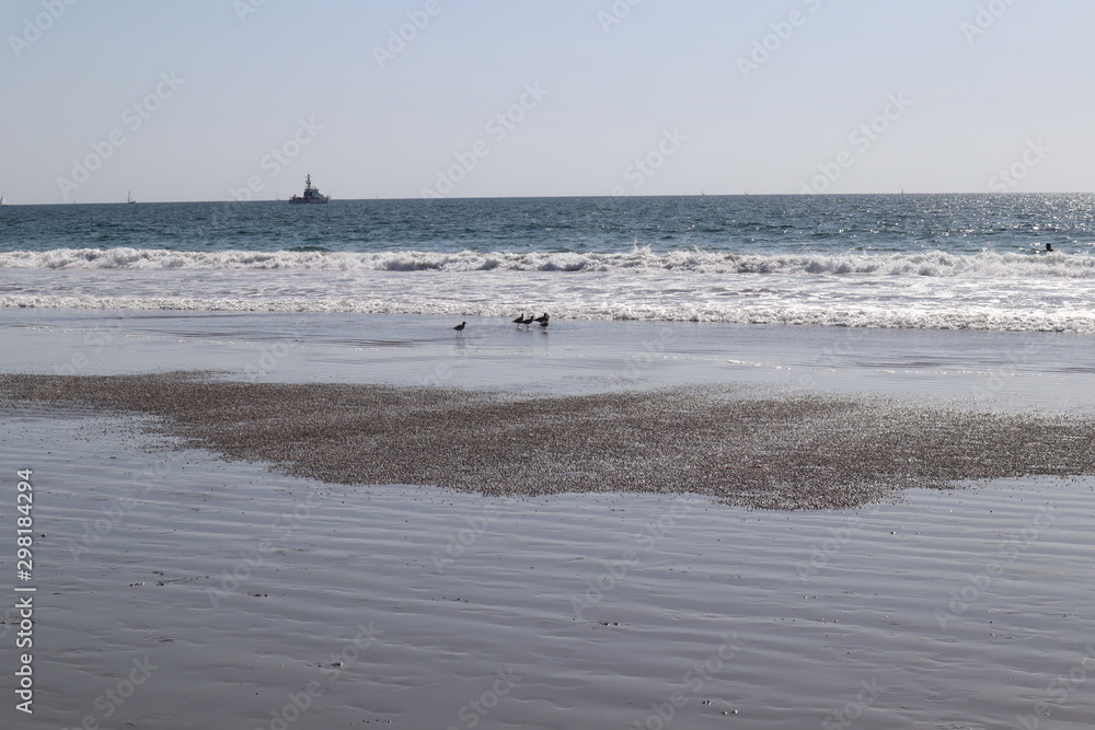 baby seagulls on beach california