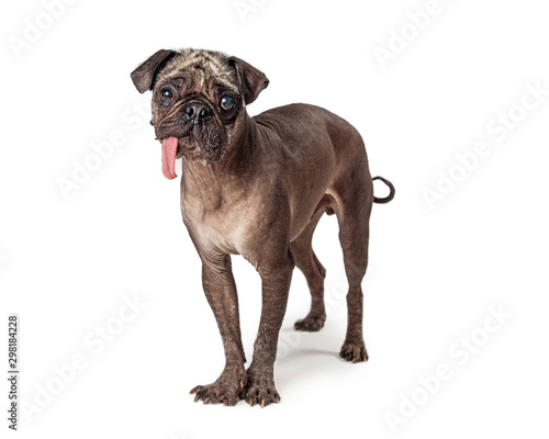 Obraz na plátne Funny Hairless Pug Dog Standing Looking Forward
