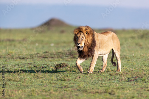 Large African Male Lion Walking in Kenya