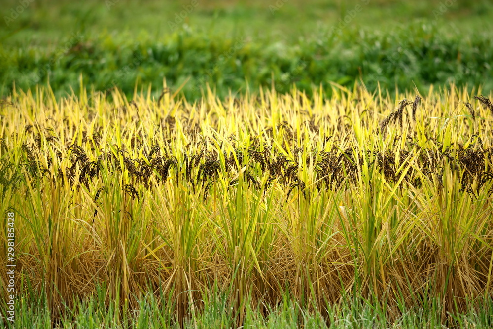 Niigata,Japan-October 21, 2019: Rice field after the morning rain in Sado Island in autumn Niigata,Japan-October 21, 2019: Rice field after the morning rain in Sado Island in autumn