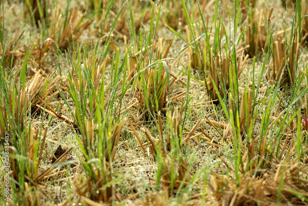 Niigata,Japan-October 21, 2019: Rice field after the morning rain in Sado Island in autumn Niigata,Japan-October 21, 2019: Rice field after the morning rain in Sado Island in autumn