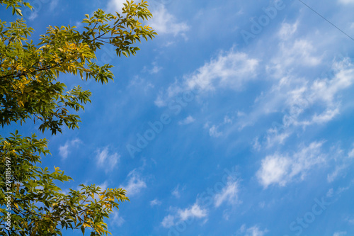 Sky with clouds with tree branches. Summer background.