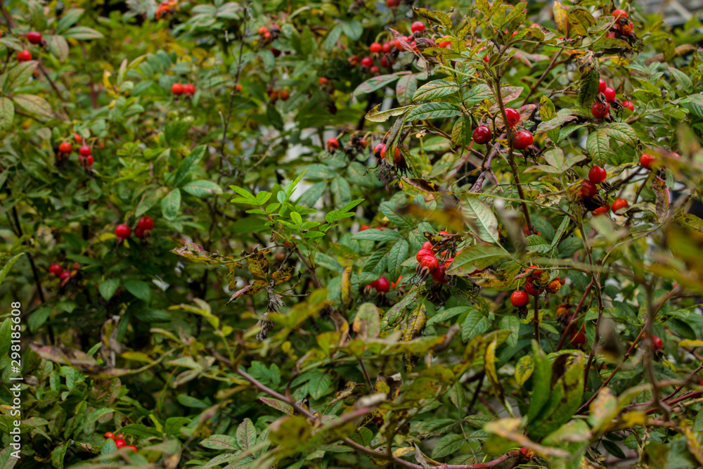 Natural background. Rosehip with berry leaves.